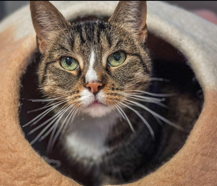 The Fjord | Handmade Wool Cat Cave